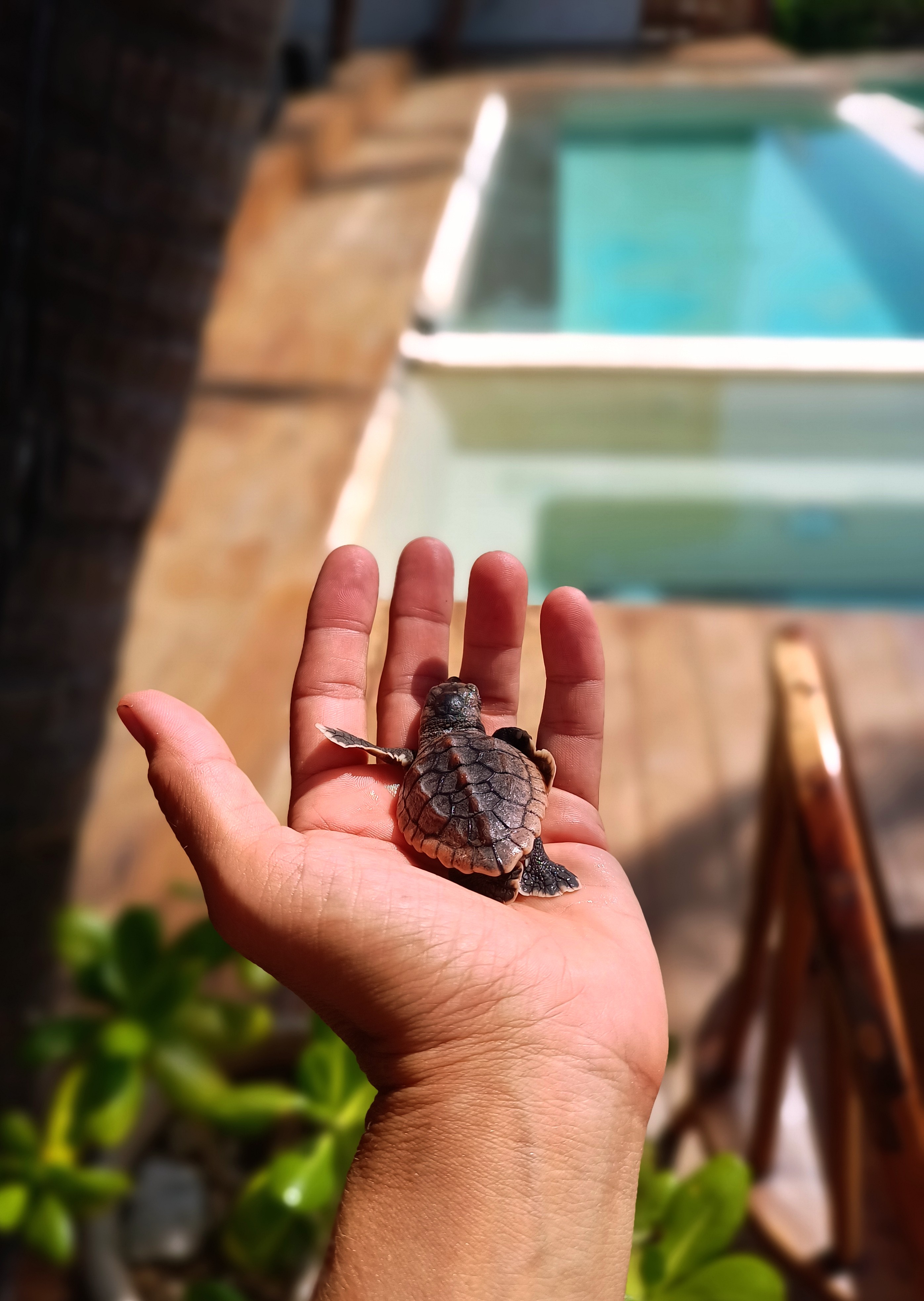 Baby sea turtle in hand