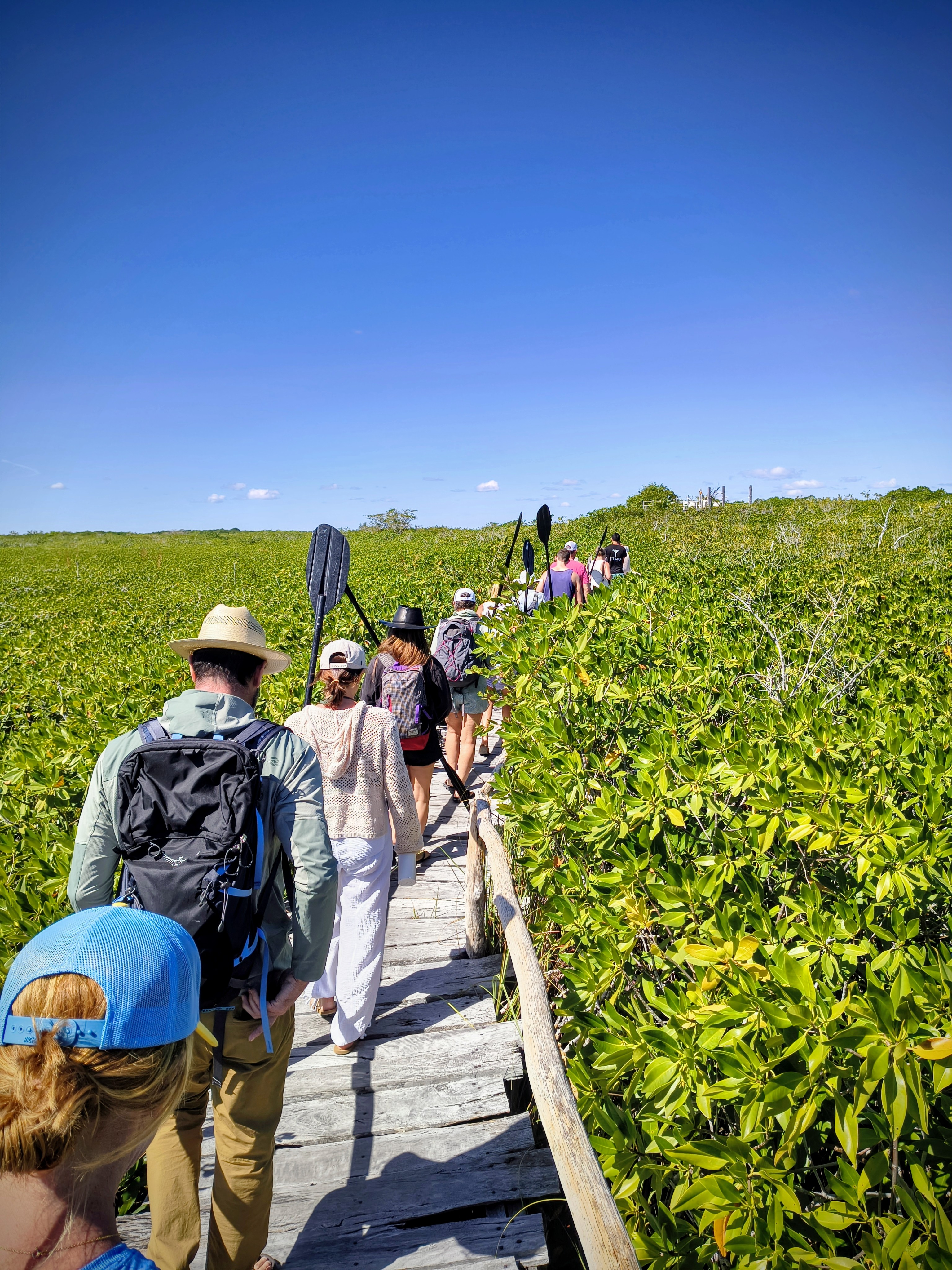 Group walking through mangroves