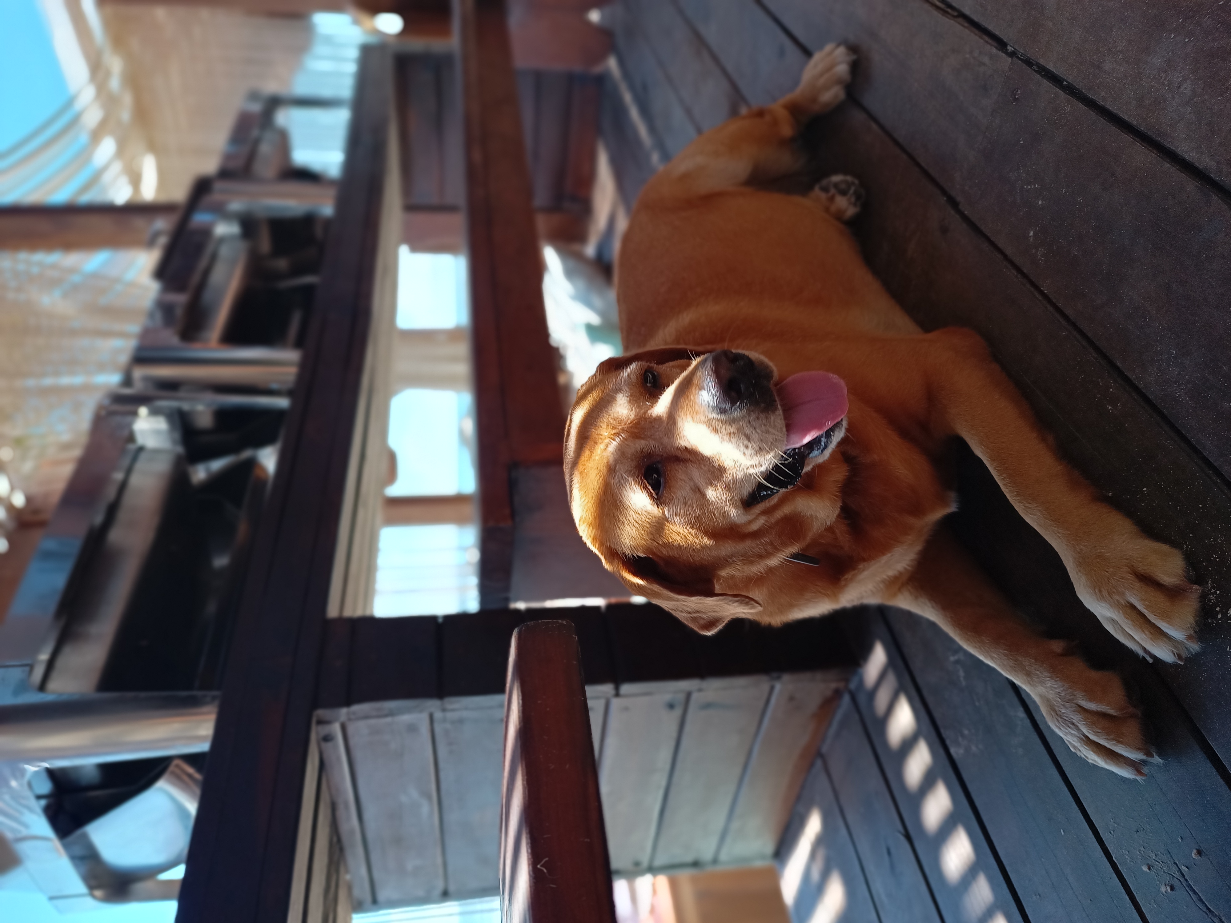 Friendly resort dog on the deck